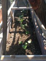 5 Zukes.JPG