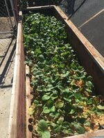 Strawberry Bed.JPG