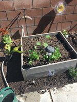 Zuchinni & Cilantro.JPG