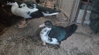 IMG-20190717-WA0023.jpeg