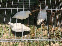 IMG_3959.jpg