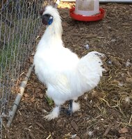 silkie roo.jpg