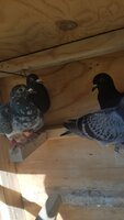 20190808_165315.jpg