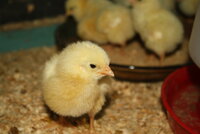 August Chicks 2019 012.JPG