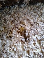 thumbnail_IMG_20190810_082530282.jpg