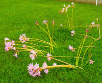 lilies1.jpg