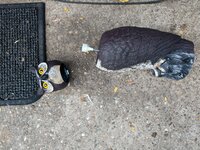 IMG_20190808_191332151.jpg