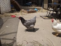 IMG_20190810_121547.jpg