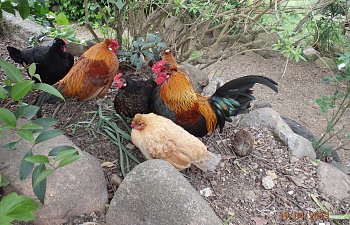 P4191500.JPG