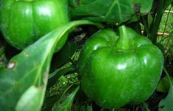 7-26-12 010.jpg