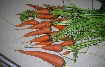 Farmer Connie 10.jpg