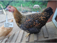 Screen Shot 2019-08-12 at 11.05.14 AM.png