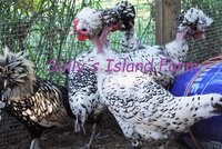 DSC01087 - Copy.JPG