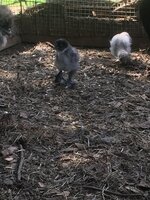 14F3C5FF-811C-4454-A03C-FEB243EAD4E2.jpeg