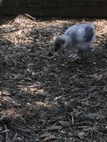 B684DA62-ED3F-497C-B7A2-D60CD029DAED.jpeg