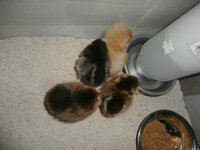 chicks.jpg chicks.jpg