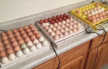 turning during storage incubating hatching eggs.JPG
