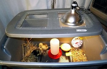 Chick duck brooder.JPG