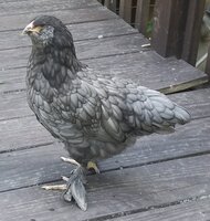 6 Grey.jpg 6 Grey.jpg
