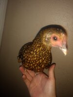IMG_20190816_082451616.jpg