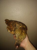 IMG_20190816_082454042.jpg