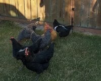 chickens.jpg