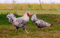 Flugel and Greta.jpg