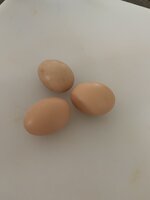 91528F96-BE3B-49FC-90B1-EA9AD8E624F5.jpeg