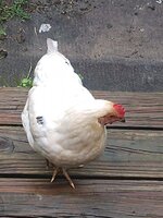 IMG_20190821_165647508.jpg