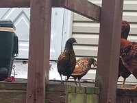 IMG_20190821_170636327.jpg