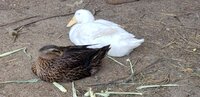 2ducks.jpg