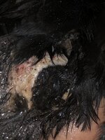 590D4D59-E815-46F1-A083-6E4101D93A89.jpeg
