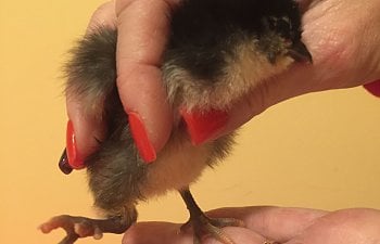 Treating a Chick with a Slipped Tendon: One Chick’s Story