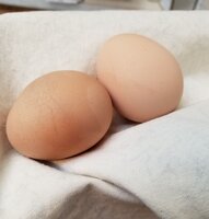 Olga's first eggs.jpg