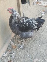 20190824_183215.jpg
