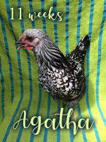 Agatha11wks.jpg