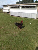 IMG_20160420_164508.jpg