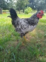 Black Jersey Giant and Light Brahma hens