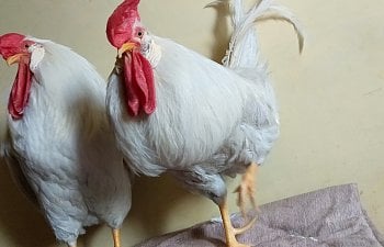Bumblefoot In Chickens : My Successful Treatment