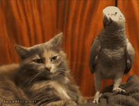 F80DC50D-9790-4E97-A6CF-011330F6812C.gif