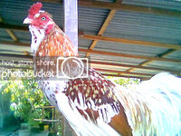 Ayam Ketawa Bali produced by crossing Ketawa Balengkek rooster onto Austronesian Giant hens.jpg
