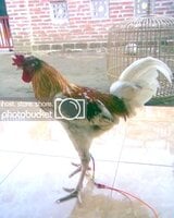 Ayam Ketawa Tulungagung (Ketawa Bali X Prajurit hens 2.jpg