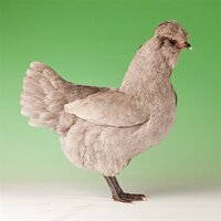 araucana2.jpg araucana2.jpg