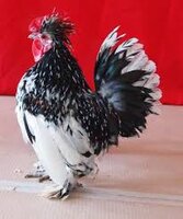 bulgarian bantam4.jpg bulgarian bantam4.jpg