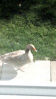 Geese (6).jpg Geese (6).jpg