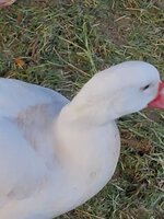 20190825_193410.jpg 20190825_193410.jpg