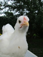 IMG_9529.JPG