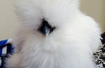 IMG_9636.JPG