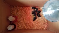 20180825_184111.jpg 20180825_184111.jpg
