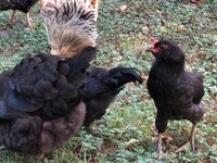 Rooster 2.jpg